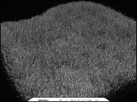 尖峰時刻：3DMark05詳細(xì)解析(多圖)(3)